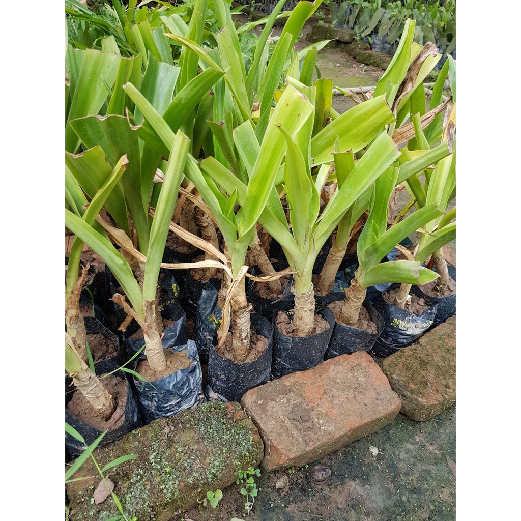 Củ giống cây hoa náng đỏ nặn bong gân