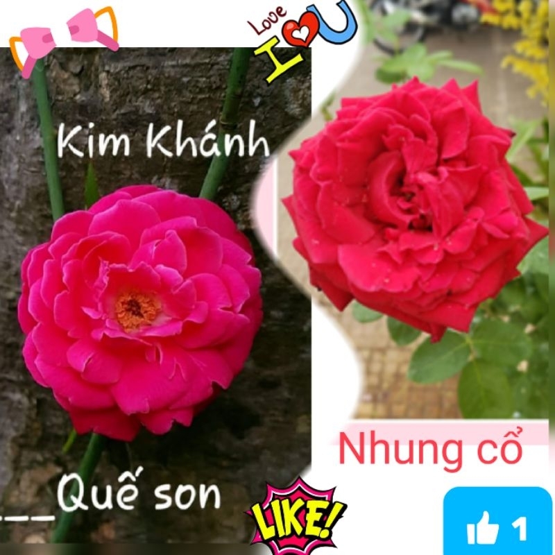 Hoa hồng Nhung cổ, Quế son, Quế hồng