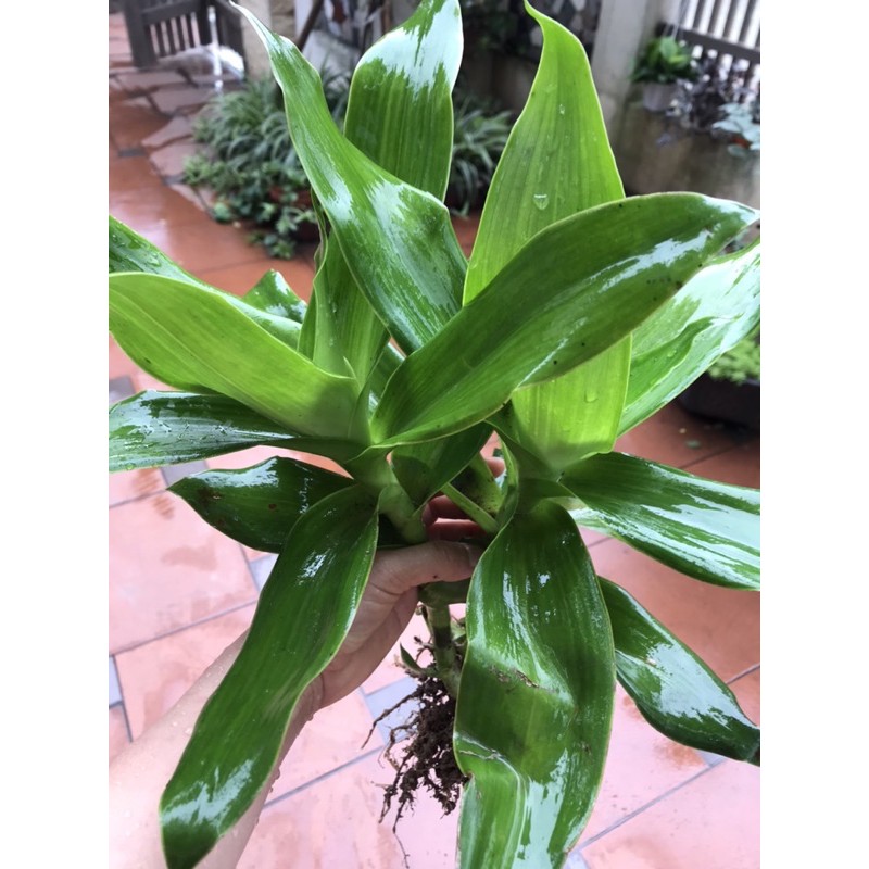 Cây lược vàng - cây giống
