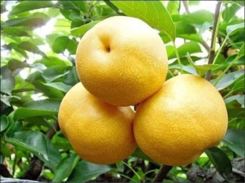 Cây Giống Lê Vàng Tứ Quý