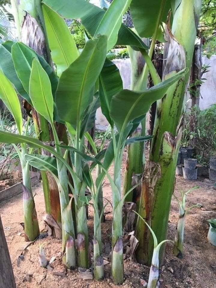 Cây Giống Cây Chuối Cô Đơn