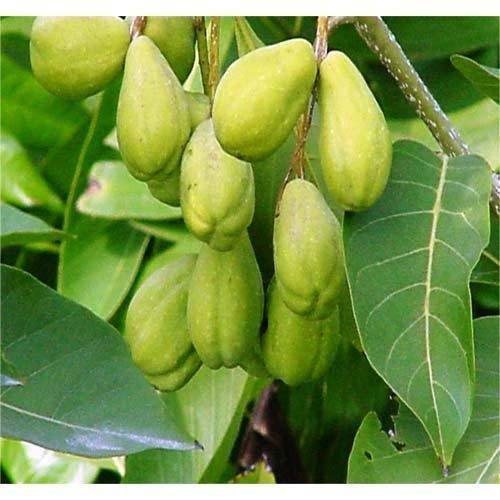Trái Chiêu Liêu 55k/100g
