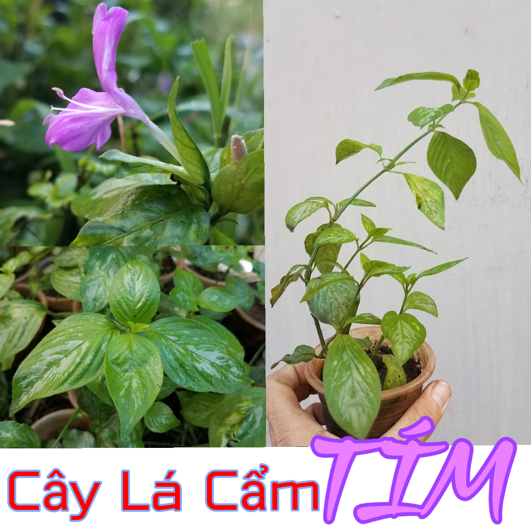 cây lá cẩm tím - bầu cây giống