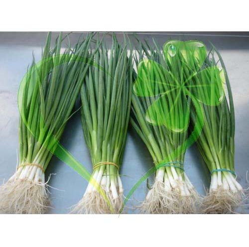 Hạt giống hành lá gốc trắng - gói 2 gram