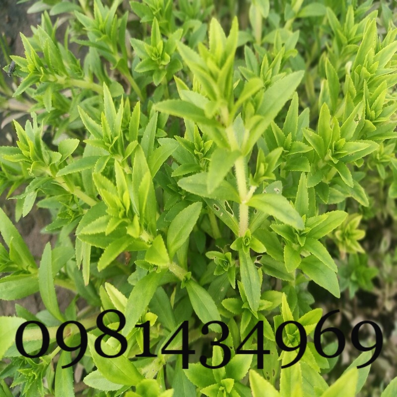 Củ Xạ Can (Rẻ Quạt) Khô 01KG Thơm Chuẩn