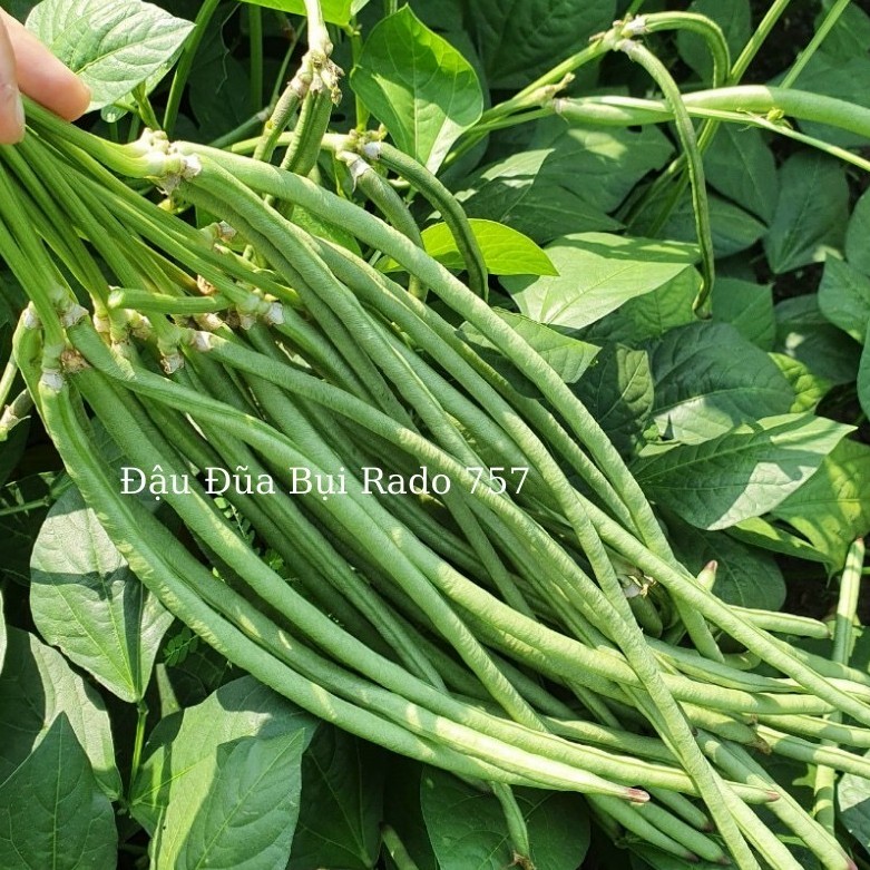 Hạt Giống Đậu Đũa bụi ngọt 757 [Rạng Đông] gói 20g