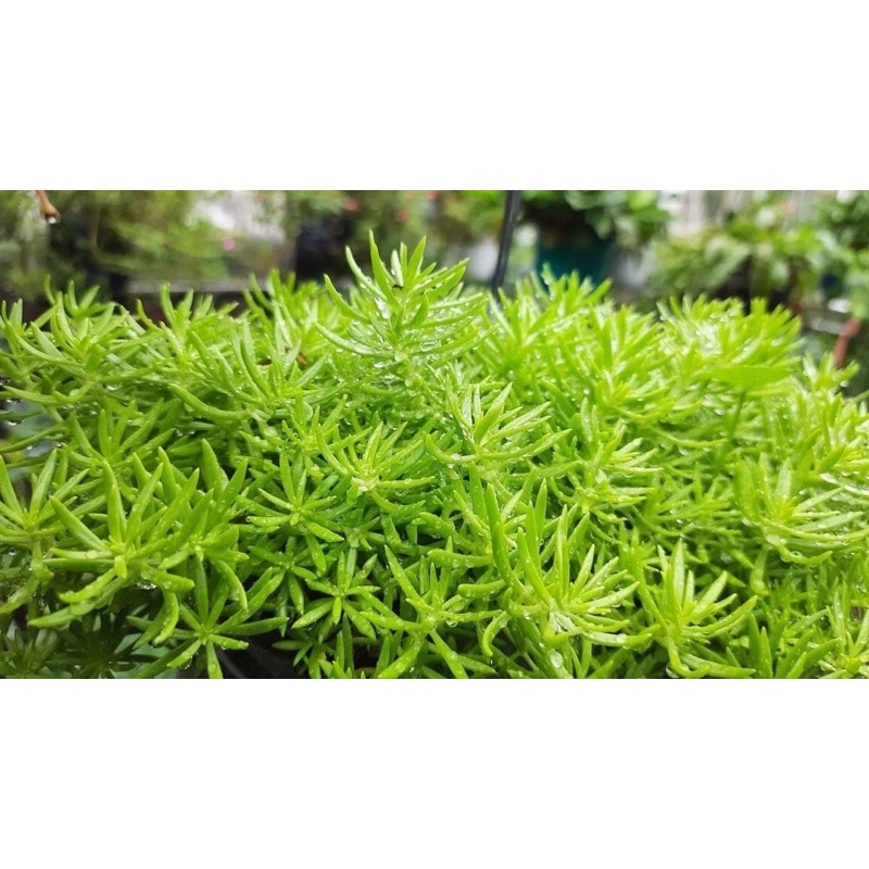 mười giờ Úc