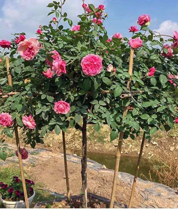 Combo 3 hoa hồng cổ Sapa bầu đất