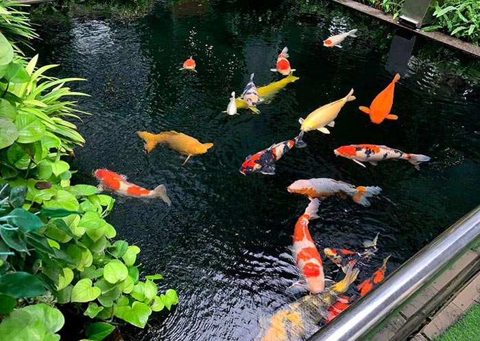 Men vi sinh Viethand Bio Koi siêu đậm đặc