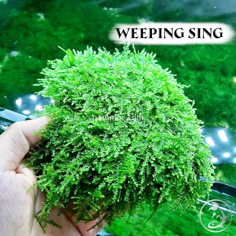 [Giá hủy diệt] Rêu Weeping Sing | Loại Rêu Thuỷ Sinh Đẹp Ưa Chuộng Nhất Hiện Nay