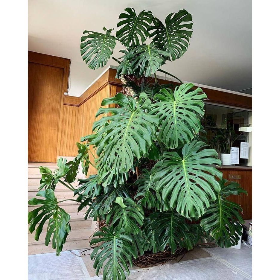 Chậu cây trầu bà nam mỹ Monstera size to đẹp, cây decor, nội thất phong thuỷ