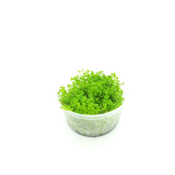 Cây Trân Châu Ngọc Trai - cây thủy sinh Trãi Nền - cỏ nền